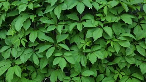 Leafs of decorative vine on fence 스톡 동영상 96012014