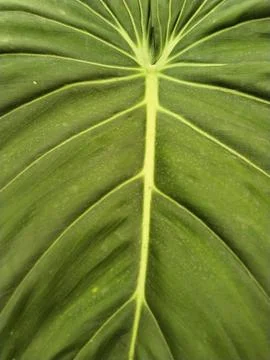 Leaf's Delicate Geometry Foto stock