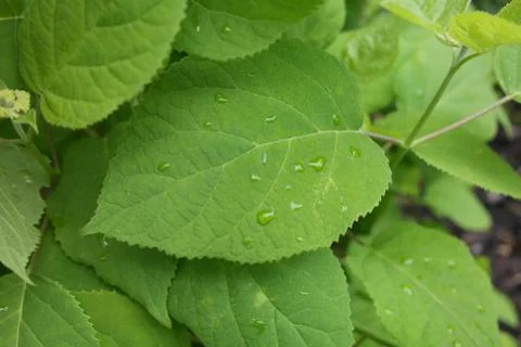 Leafs detail Stock Photos
