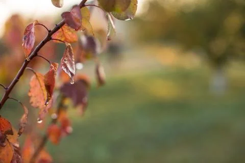 Leafs with drops Stock Photos