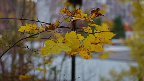Leafs during fall with defocused buildings in the background Stock Footage 288261842