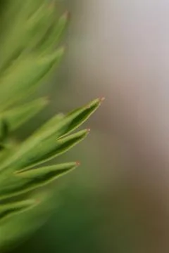 Leaf's edge Stock Photos