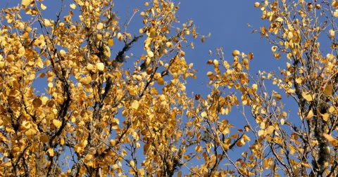 Leafs in fall colors, pale blue autumn sky, windy, medium shot Stock Footage 55705180