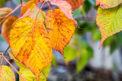 Leafs in the fall Stock Photos