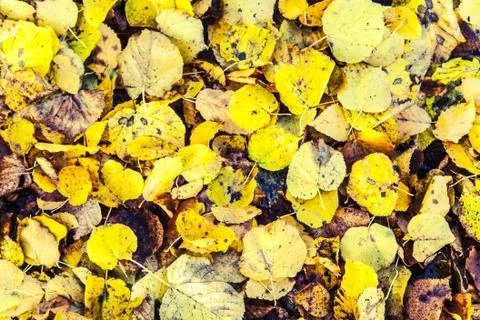 Leafs in the fall Stock Photos