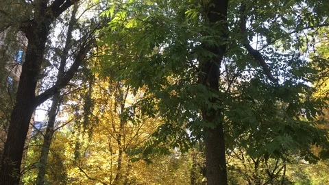Leafs fall from the trees in the autumn city Stock Footage 119107472