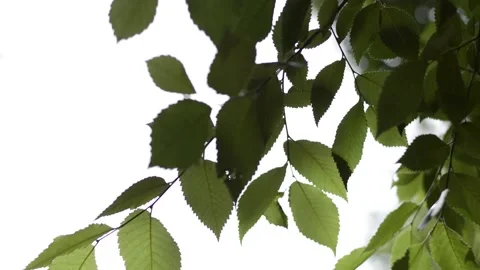 Leafs flowing Stock Footage 199247580