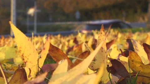 LEAFS FOCUSED, CAR DEFOCUSED Stock Footage 99695035