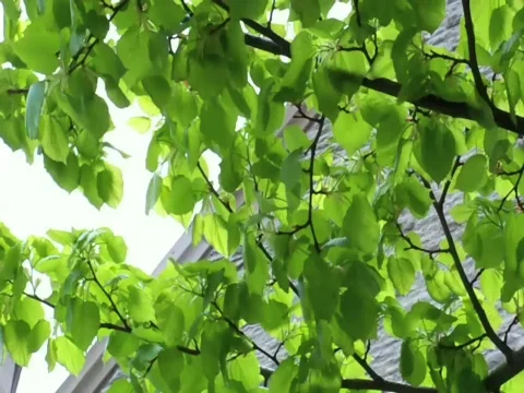 Leafs Stock Footage 378714