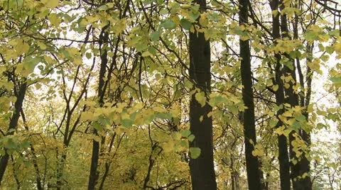 Leafs Stockbeeldmateriaal 12429925