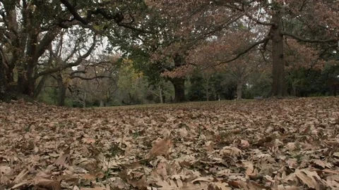 Leafs 動画素材 112290934