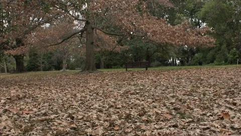 Leafs Stock Footage 112290945