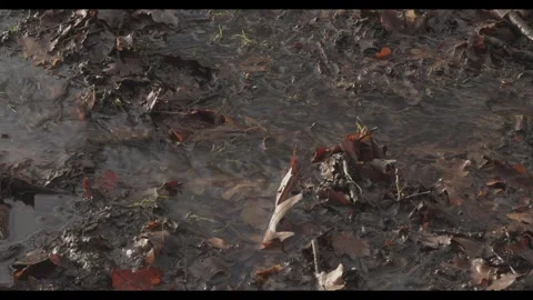 Leafs Stock Footage 277348936