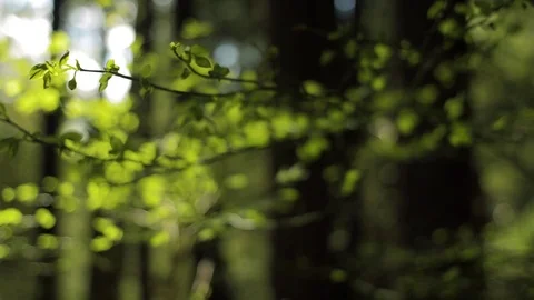 Leafs in the forest Stock Footage 102782601