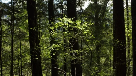 Leafs in the forest Stock Footage 102782625