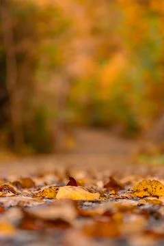 Leafs on forest path autumn Foto stock