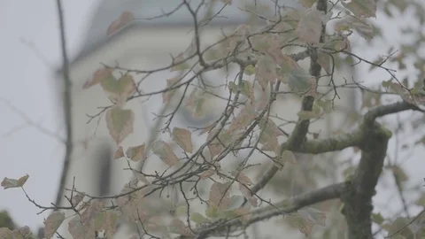 Leafs in front of church tower Stock Footage 74697975