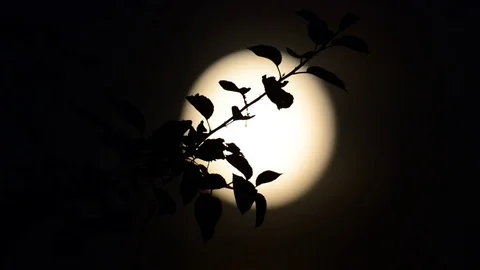 Leafs in front of the moon Stock Footage 75806986