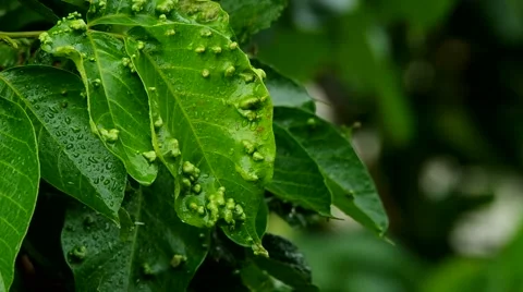 Leafs with gall diseases Stock Footage 49092428