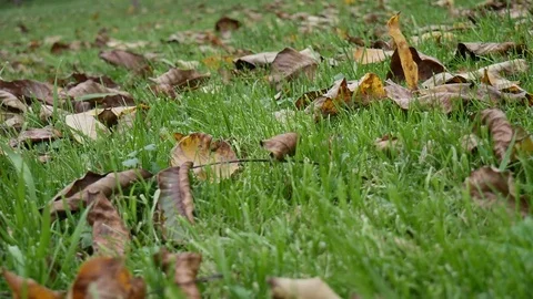 Leafs on the grass 스톡 동영상 82242432