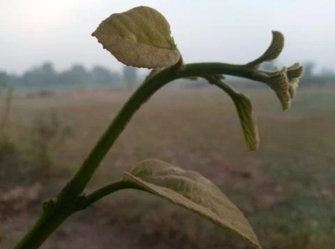 Leafs green Stock Photos