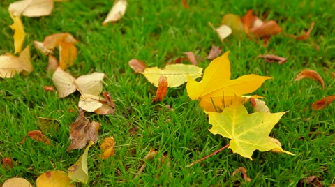 Leafs on the ground Stock Footage 41437219