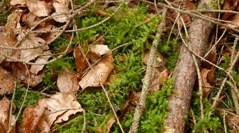 Leafs on the ground Stock Footage 61191743
