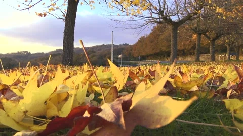 LEAFS IN THE GROUND Stock Footage 99664778