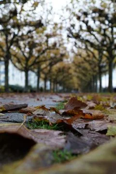 Leafs on the ground of a path with a lot of trees Stock Photos