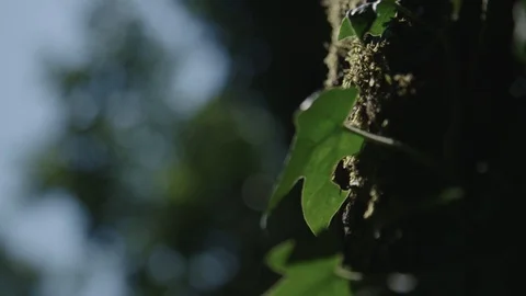 Leafs growing on tree 스톡 동영상 89531606