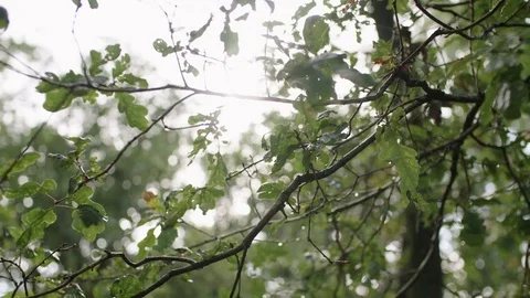 Leafs hanging from a branch while a lens flare of the sun fills the screen Stock Footage 85216266