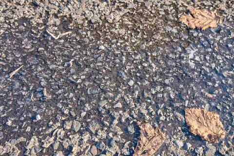 A leafs that has fallen from a tree lies next to a frozen puddle Stock Photos
