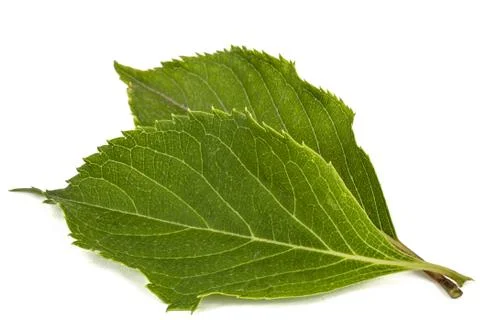 Leafs of hydrangea closeup, lat. Hydrangea paniculata, isolated on white back Stock Photos