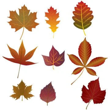 Leafs Stock Illustration