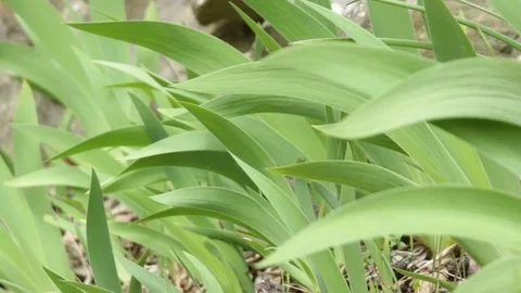 Leafs of iris plant Stock Footage 74901482