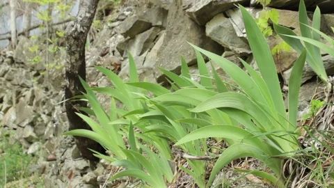 Leafs of iris plant panoramic Stock Footage 74901542