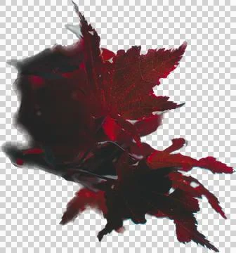 Leafs - isolated cutout Stock Photos