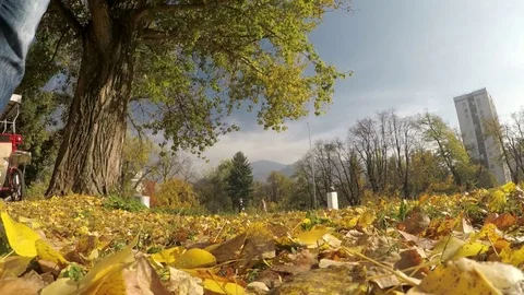 Leafs kicked with shoe Stock Footage 81531537