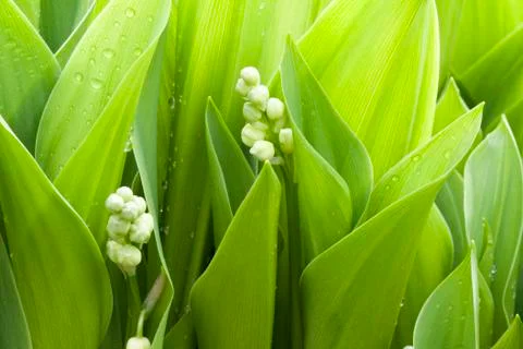 Leafs of lilies Stock Photos