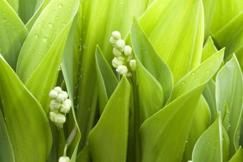Leafs of lilies Stock Photos