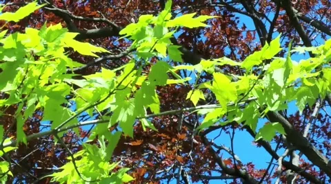 Leafs mix Stock Footage 397264