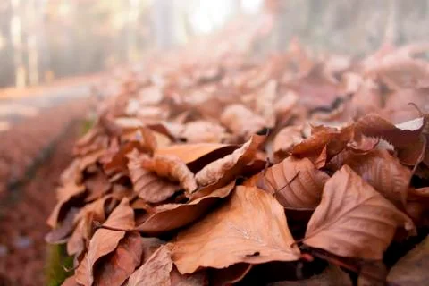 Leafs in the morning Stock Photos