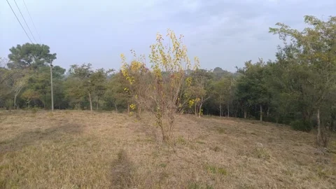 Leafs Movement in Grass Field  Stock Footage 144673365