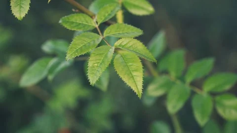 Leafs moving - Close Up 스톡 동영상 115964113