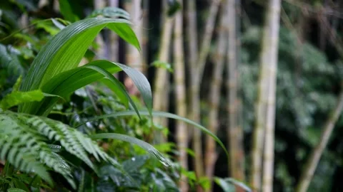 Leafs moving slow with bamboo background in bokeh Stock Footage 157940937