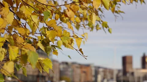 Leafs moving in slow motion with Oslo harbour in the background. Version 3 Stock Footage 293073792
