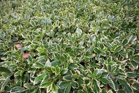 Leafs nature background Stock Photos