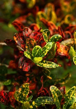 Leafs in nature Stock Photos