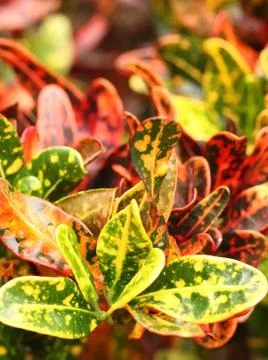 Leafs in nature Stock Photos
