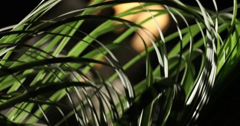 Leafs at Night Stock Footage